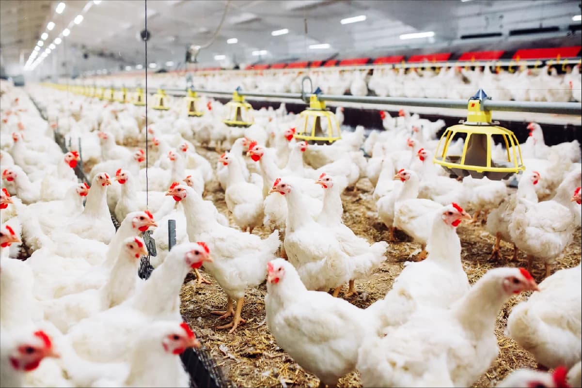 Local Supplier Soars: